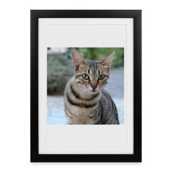 Chat chaton affiche chat carré affiche - Affiche encadrée (27 × 37 cm) - noir - Devant