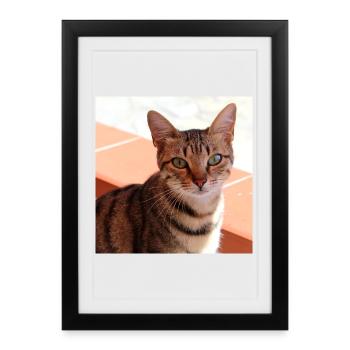Chat chaton affiche chat carré affiche - Affiche encadrée (27 × 37 cm) - noir - Devant