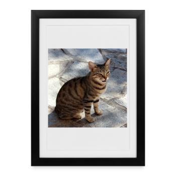 Chat chaton affiche chat carré affiche - Affiche encadrée (27 × 37 cm) - noir - Devant
