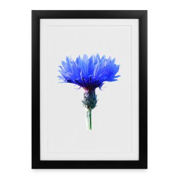 Cornflower - Framed poster (27 × 37 cm) - black - Front