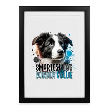 Border Collie Welpe intelligentester Hund Geschenk - Gerahmtes Poster (27 × 37 cm) - Schwarz - Vorne