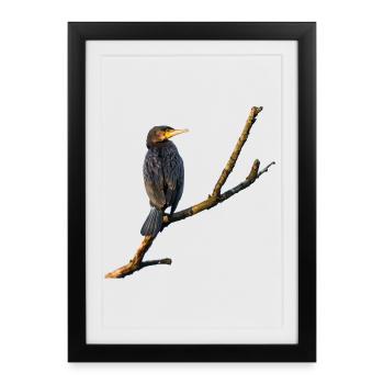 Cormorant - Framed poster (27 × 37 cm) - black - Front