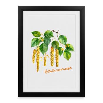 Betula verrucosa – watercolor illustration - Framed poster (27 × 37 cm) - black - Front