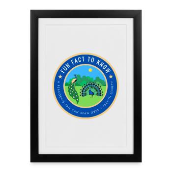 Peacock Fact  - Framed poster (27 × 37 cm) - black - Front