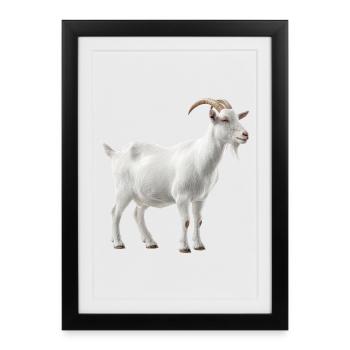Portrait de chèvre de montagne blanche - Affiche encadrée (27 × 37 cm) - noir - Devant