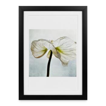 White poppy flower - Framed poster (27 × 37 cm) - black - Front