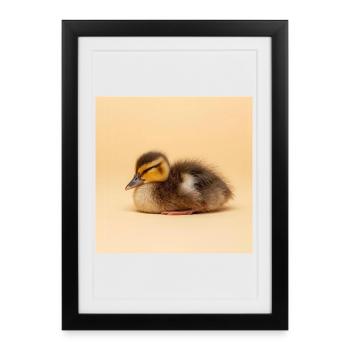 Golden chick on cream background - Framed poster (27 × 37 cm) - black - Front