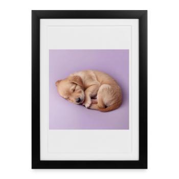 Chiot endormi sur fond lilas - Affiche encadrée (27 × 37 cm) - noir - Devant