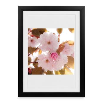 Pink dream. - Framed poster (27 × 37 cm) - black - Front