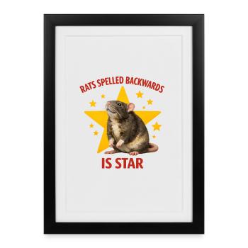 RATS spelled BACKWARDS is STAR ! Funny Rat Design - Framed poster (27 × 37 cm) - black - Front