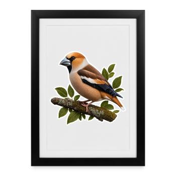 Noble Hawfinch Sticker – Detailed Nature Illustrations - Framed poster (27 × 37 cm) - black - Front