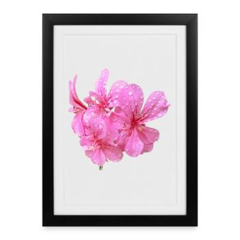 Vibrant_Pink_Geranium_Flowers - Framed poster (27 × 37 cm) - black - Front
