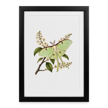 Illustration naturaliste Papillon Actias Luna - Affiche encadrée (27 × 37 cm) - noir - Devant