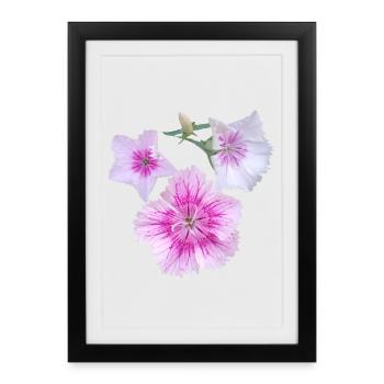 Transparent_Bicolor_Dianthus_Pink_Bedding_Plant - Affiche encadrée (27 × 37 cm) - noir - Devant