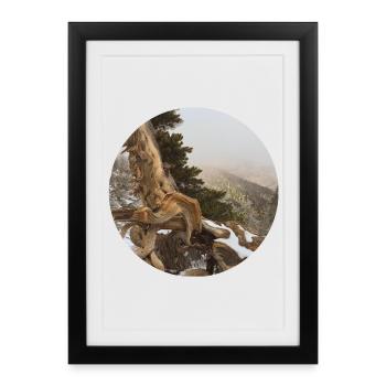 old gnarled tree on the Pacific Crest Trail - Framed poster (27 × 37 cm) - black - Front