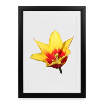 Tulipe – Réveil printanier en couleur - Affiche encadrée (27 × 37 cm) - noir - Devant