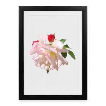 Accents blancs roses en fleur de rose - Affiche encadrée (27 × 37 cm) - noir - Devant