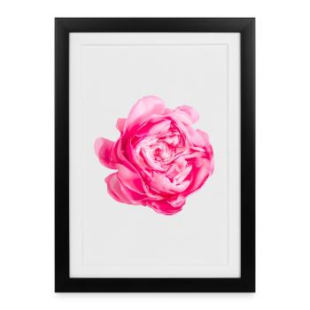 Fleur Princesse Alexandra de Kent Rose - Affiche encadrée (27 × 37 cm) - noir - Devant