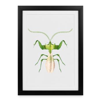 Insecte tropical en vert – Fleur du diable en filigrane - Affiche encadrée (27 × 37 cm) - noir - Devant