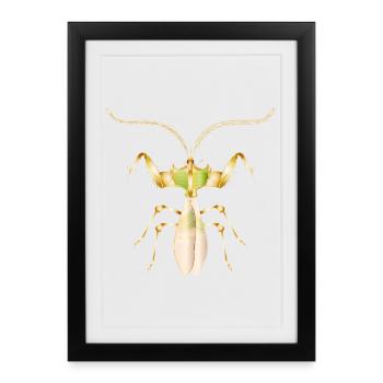 Insecte tropical doré – Fleur du diable exotique - Affiche encadrée (27 × 37 cm) - noir - Devant