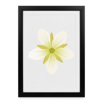 Delicate Venus flytrap blossom in pastel - Framed poster (27 × 37 cm) - black - Front