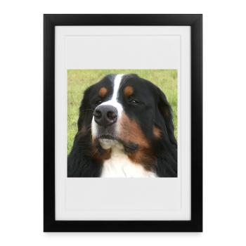 Chien de montagne bernois - Affiche encadrée (27 × 37 cm) - noir - Devant