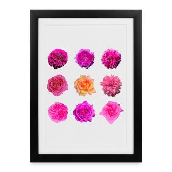 Roses de la variété rose rose - Affiche encadrée (27 × 37 cm) - noir - Devant