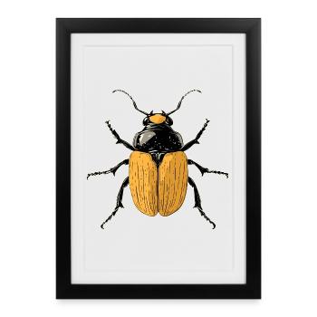 Chatte-coq, Mignon scarabée cerf, Scarabée rhinocéros, Insectes - Affiche encadrée (27 × 37 cm) - noir - Devant