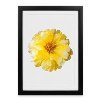 Portulaca - Affiche encadrée (27 × 37 cm) - noir - Devant