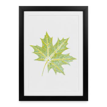 Feuille d’érable - Forêt et nature BOTANIK - Affiche encadrée (27 × 37 cm) - noir - Devant