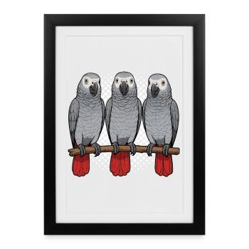 Perroquet gris d'Afrique propriétaire de perroquet gardien de perroquet - Affiche encadrée (27 × 37 cm) - noir - Devant