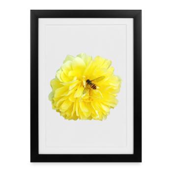 Yellow_Rose_-_Bee_Nature_Photography - Framed poster (27 × 37 cm) - black - Front