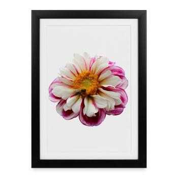Flower Pink Pink Flower Flowers Pink Pink Flowers - Framed poster (27 × 37 cm) - black - Front