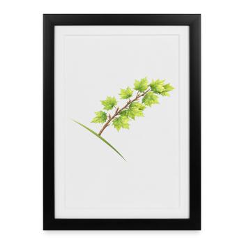 Leaf Branch Maple - Watercolor - Framed poster (27 × 37 cm) - black - Front