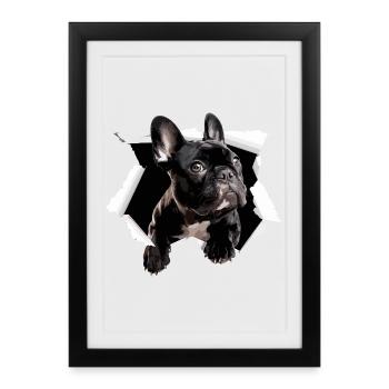 Percée du bouledogue français Drôle - Affiche encadrée (27 × 37 cm) - noir - Devant
