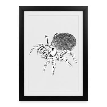 Spiders Vibe Wild Nature - Framed poster (27 × 37 cm) - black - Front