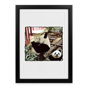 Panda-Modus aktiviert - Gerahmtes Poster (27 × 37 cm) - Schwarz - Vorne