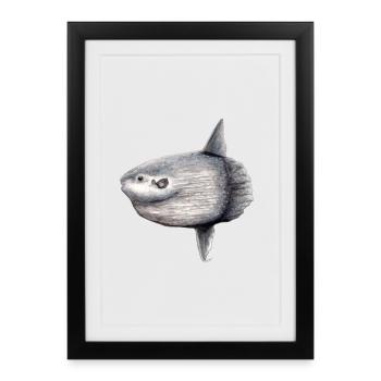 Arlequin - océan arlequin - Mola mola Poisson Lune - Affiche encadrée (27 × 37 cm) - noir - Devant