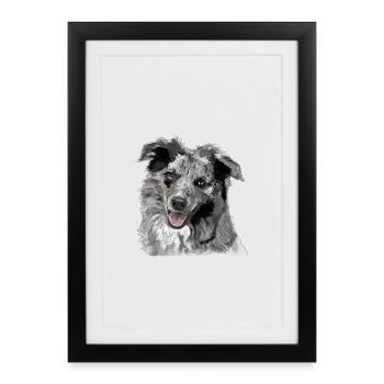 Berger australien - Affiche encadrée (27 × 37 cm) - noir - Devant