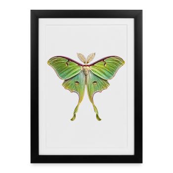 Luna Moth Actias luna - Affiche encadrée (27 × 37 cm) - noir - Devant