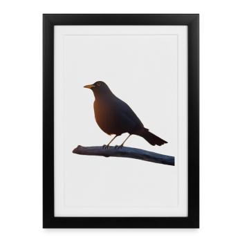 Merle - Affiche encadrée (27 × 37 cm) - noir - Devant