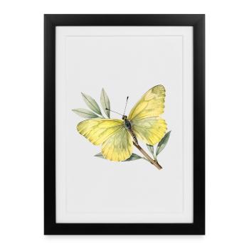 Papillon citron (Gonepteryx rhamni) - Affiche encadrée (27 × 37 cm) - noir - Devant