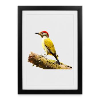 Green woodpecker - Framed poster (27 × 37 cm) - black - Front