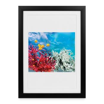 Vie marine vibrante des récifs coralliens - Affiche encadrée (27 × 37 cm) - noir - Devant