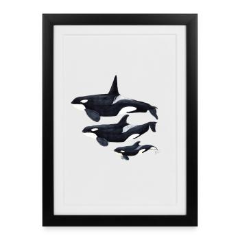 Orca - killer whale - orque - Framed poster (27 × 37 cm) - black - Front