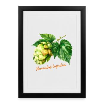 Humulus lupulus - illustration botanique - Affiche encadrée (27 × 37 cm) - noir - Devant