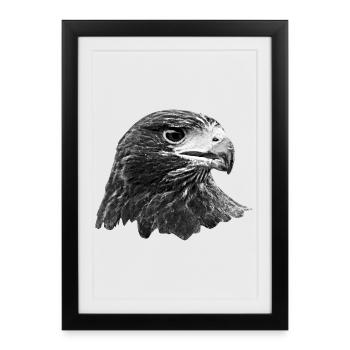 Aigle, Faucon, Fauconnerie, Oiseau de proie, Gris - Affiche encadrée (27 × 37 cm) - noir - Devant