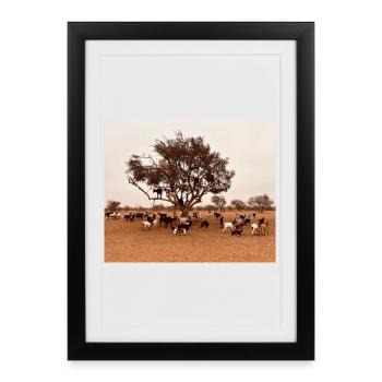 Goats under a tree in the savannah - Framed poster (27 × 37 cm) - black - Front