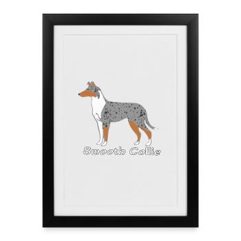 Smooth Collie blue-merle - Affiche encadrée (27 × 37 cm) - noir - Devant