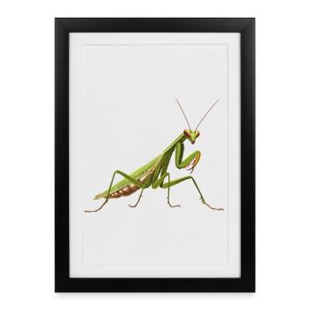 Mantes religieuses Mantes religieuses - Affiche encadrée (27 × 37 cm) - noir - Devant